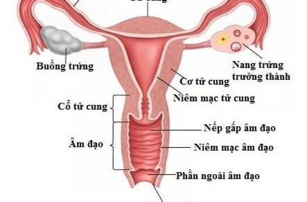 Nguy cơ phải cắt tử cung sau khi sinh