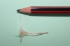 Nội soi gắp xương cá dài 4 cm đâm ngang sụn phễu (thanh quản)